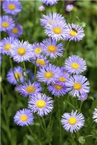Aster dumosus, blau - Aster dumosus, blau