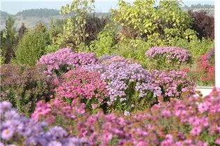 Aster dumosus - Kissen-Aster