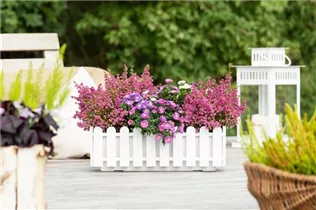 Erica cinerea - Grauheide