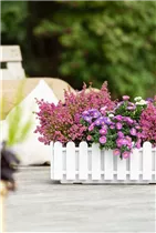 Erica cinerea - Grauheide