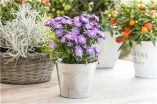 Aster dumosus, blau - Aster dumosus, blau