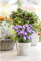 Aster dumosus, blau - Aster dumosus, blau