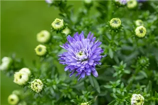 Aster dumosus, blau - Aster dumosus, blau