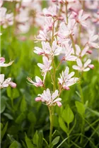 Dictamnus albus - Gewöhnlicher Diptam