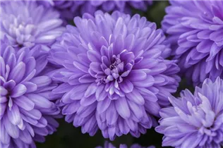 Aster novi-belgii, blau - Aster novi-belgii, blau