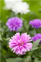 Aster novi-belgii, rosa - Aster novi-belgii, rosa