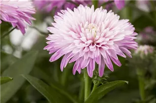 Aster novi-belgii - Glattblatt-Aster