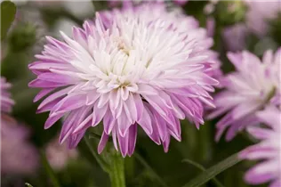 Aster novi-belgii - Glattblatt-Aster