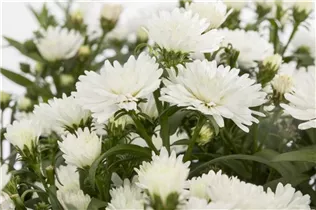 Aster novi-belgii, weiß - Aster novi-belgii, weiß