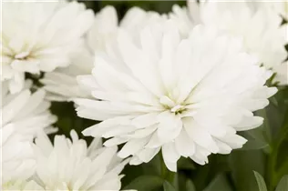 Aster novi-belgii, weiß - Aster novi-belgii, weiß