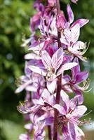  - Diptam – Der brennende Busch im Garten