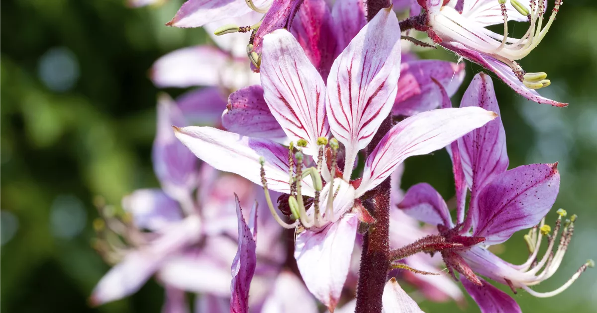  - Diptam – Der brennende Busch im Garten