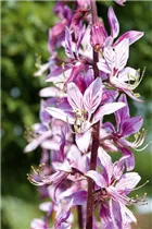 Dictamnus albus - Gewöhnlicher Diptam