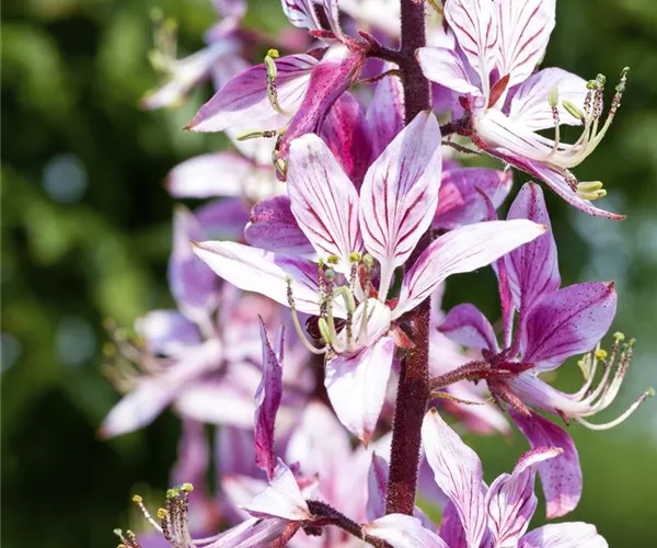 - Diptam – Der brennende Busch im Garten  - Diptam – Der brennende Busch im Garten