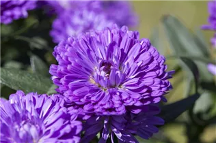 Aster 'Victoria'® - Glattblatt-Aster 'Victoria'®