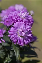 Aster 'Victoria'® - Glattblatt-Aster 'Victoria'®