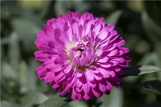 Aster 'Victoria'® - Glattblatt-Aster 'Victoria'®