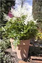 Astilbe x arendsii - Arends Garten-Prachtspiere Astilbe x arendsii - Arends Garten-Prachtspiere