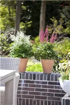 Astilbe x arendsii - Arends Garten-Prachtspiere Astilbe x arendsii - Arends Garten-Prachtspiere
