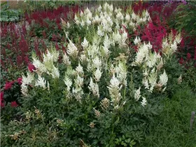 Astilbe x arendsii, weiß - Astilbe x arendsii, weiß