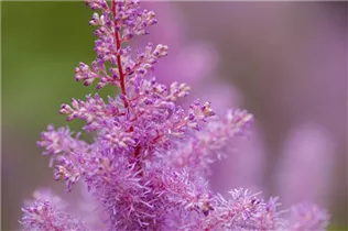 Astilbe x arendsii, rosa - Astilbe x arendsii, rosa
