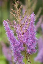 Astilbe x arendsii 'Amethyst' - Arends Garten-Prachtspiere 'Amethyst'