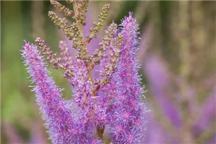 Astilbe x arendsii, rosa - Astilbe x arendsii, rosa