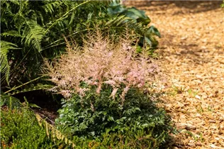 Astilbe x arendsii, rosa - Astilbe x arendsii, rosa