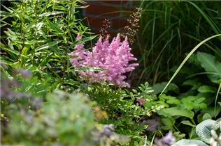 Astilbe x arendsii, rosa - Astilbe x arendsii, rosa