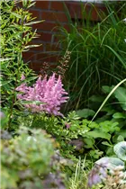 Astilbe x arendsii, rosa - Astilbe x arendsii, rosa