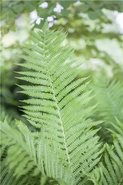 Wald-Frauenfarn, Athyrium filix-femina