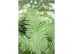 Athyrium filix-femina - Wald-Frauenfarn Athyrium filix-femina - Wald-Frauenfarn