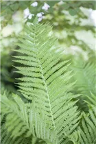 Athyrium filix-femina - Wald-Frauenfarn Athyrium filix-femina - Wald-Frauenfarn