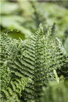 Athyrium filix-femina - Wald-Frauenfarn Athyrium filix-femina - Wald-Frauenfarn