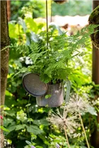 Athyrium filix-femina - Wald-Frauenfarn Athyrium filix-femina - Wald-Frauenfarn