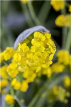 Aurinia saxatilis - Felsen-Steinkraut Aurinia saxatilis - Felsen-Steinkraut
