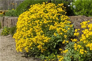 Aurinia saxatilis - Felsen-Steinkraut Aurinia saxatilis - Felsen-Steinkraut