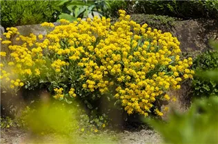 Aurinia saxatilis - Felsen-Steinkraut Aurinia saxatilis - Felsen-Steinkraut