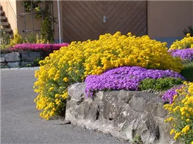 Aurinia saxatilis - Felsen-Steinkraut Aurinia saxatilis - Felsen-Steinkraut
