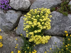 Aurinia saxatilis - Felsen-Steinkraut Aurinia saxatilis - Felsen-Steinkraut