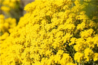 Aurinia saxatilis - Felsen-Steinkraut Aurinia saxatilis - Felsen-Steinkraut