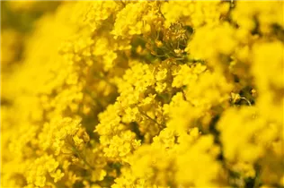 Aurinia saxatilis - Felsen-Steinkraut Aurinia saxatilis - Felsen-Steinkraut