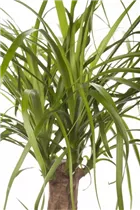 Beaucarnea recurvata - Elefantenfuß Beaucarnea recurvata - Elefantenfuß