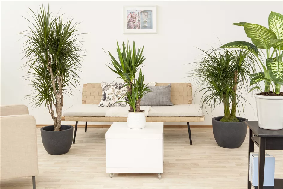elefantenohr standort zimmer Elefantenohr | kaufen