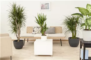 Beaucarnea recurvata - Elefantenfuß Beaucarnea recurvata - Elefantenfuß