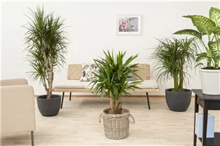 Dracaena marginata - Drachenbaum Dracaena marginata - Drachenbaum