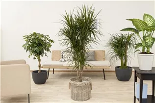 Dieffenbachia maculata 'Camilla' - Dieffenbachie 'Camilla' Dieffenbachia maculata 'Camilla' - Dieffenbachie 'Camilla'