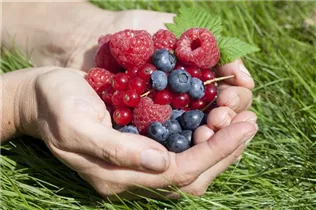 Beerenobst - Beeren Beerenobst - Beeren