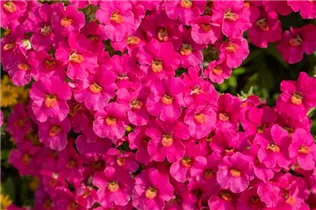 Beetpflanzen - Beetpflanzen