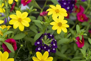  - Trixi® Interspecific